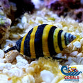 Bumble Bee Snails (Pack Of 5) Snail