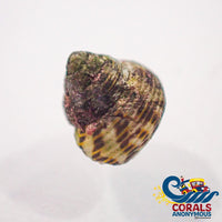Mini Turbo Collonista Snails (Pack Of 5) Snail
