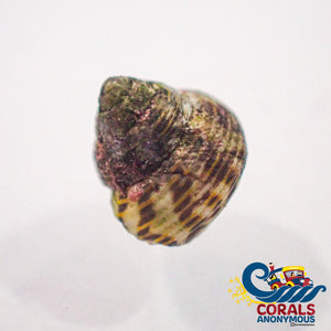 Mini Turbo Collonista Snails (Pack Of 5) Snail