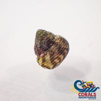 Mini Turbo Collonista Snails (Pack Of 5) Snail
