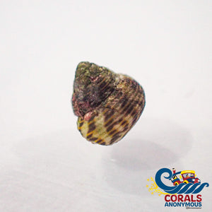 Mini Turbo Collonista Snails (Pack Of 5) Snail
