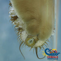 Abalone Invertebrates
