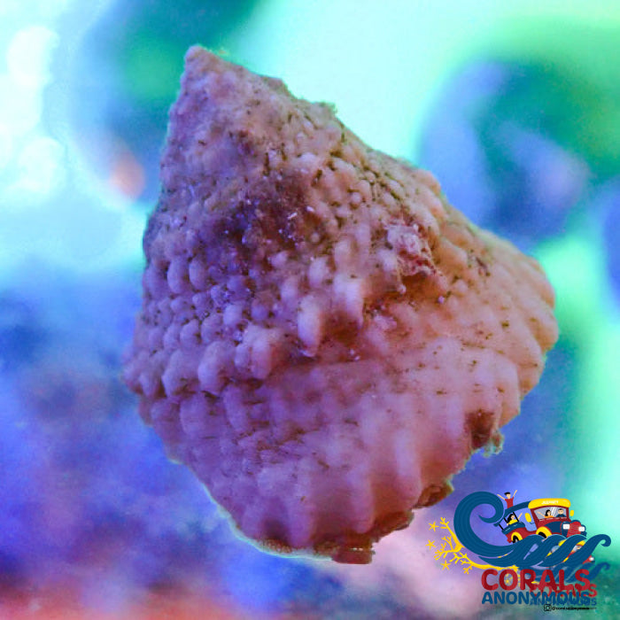 Astrea Turbo Snails (10 Pack) Snail