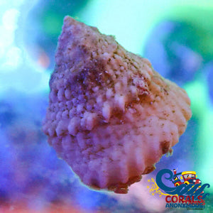 Astrea Turbo Snails (10 Pack) Snail
