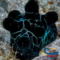 black velvet slug
