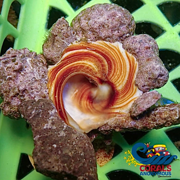 Rare Carrier Snail (2-4