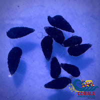 Sand Shifting Cerith Snail (Pack Of 10) Snail
