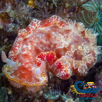 Spanish Dancer Nudibranch Snail