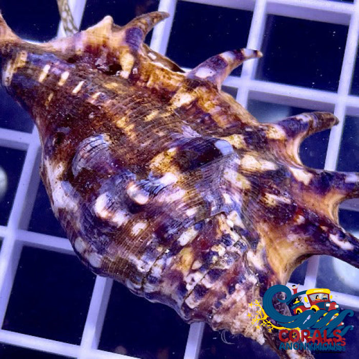 Spider Conch Snail (Lambis Lambis) Snail