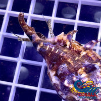 Spider Conch Snail (Lambis Lambis) Snail