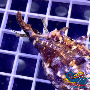 Spider Conch Snail (Lambis Lambis) Snail