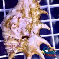 Spider Conch Snail (Lambis Lambis) Snail