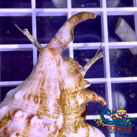 Spider Conch Snail (Lambis Lambis) Snail