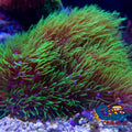 Green Star Polyp Soft Coral Softcoral