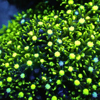Metallic Green Center Star Polyps Coral - Corals Anonymous
