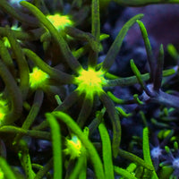 Metallic Green Center Star Polyps Coral - Corals Anonymous

