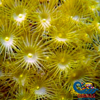 Ecc Yellow Polyp Soft Coral (3-8 Polyps) Softcoral