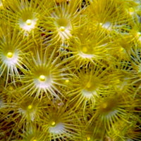 Yellow Star Polyp (Parazoanthus) (3-5 Polyps)