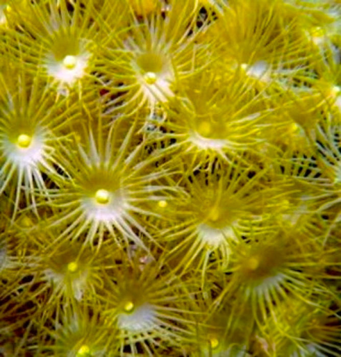 Yellow Star Polyp (Parazoanthus) (3-5 Polyps) - Corals Anonymous