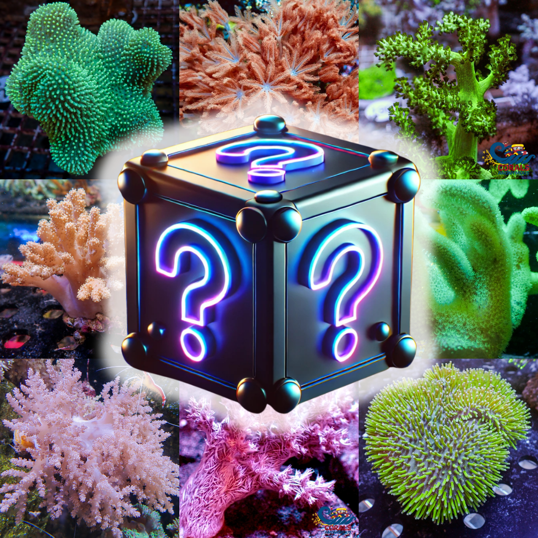 🐚 Soft Coral Mystery Box 🐚 - Corals Anonymous