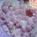 Paralemnalia Soft Coral Colony (2-4