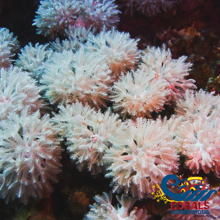 Ca White Tower Pulsing Xenia Softcoral