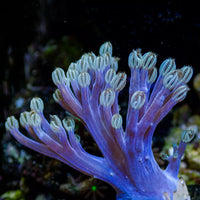 CA Blue Xenia - Corals Anonymous
