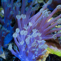 CA Blue Xenia - Corals Anonymous

