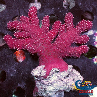 Chili Finger Soft Coral 