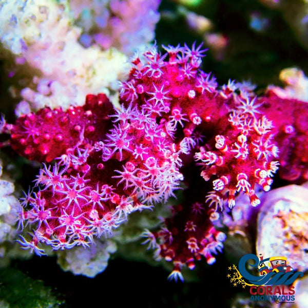 Chili Finger Soft Coral | Corals Anonymous