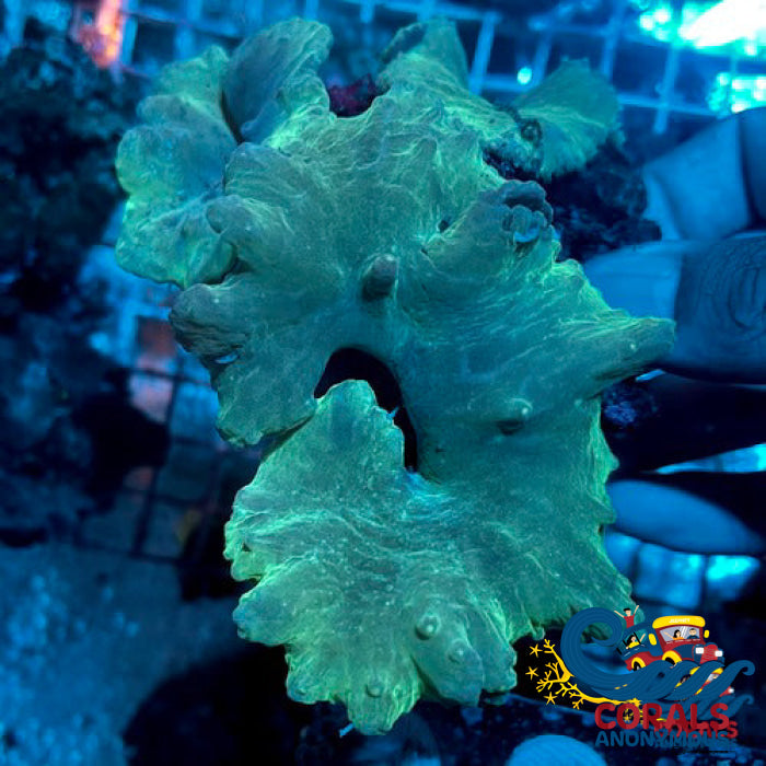 Coral プロフィール必読 みある＊プロフ必読 プロフ必読 M＊プロフィール必読さま専用 NTT α ZX