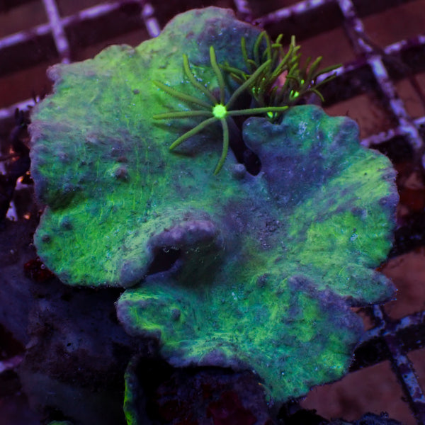 corals-anonymous-softcoral-
