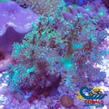 Green Kenya Tree Soft Coral Softcoral