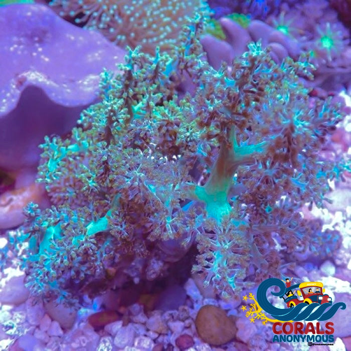 Green Kenya Tree Soft Coral Softcoral