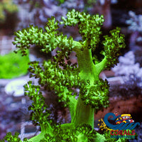 Green Kenya Tree Soft Coral Softcoral
