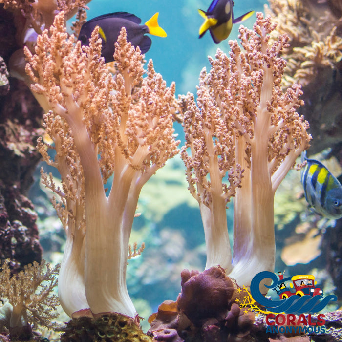 Kenya Tree Soft Coral Softcoral