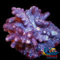 Cookies And Cream Cauliflower Colt Coral Colony Softcoral