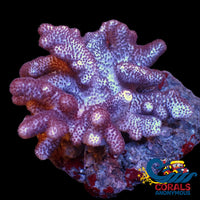 Cookies And Cream Cauliflower Colt Coral Colony Softcoral
