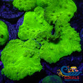 Neon Glowstick Cabbage Leather Soft Coral (2) Softcoral