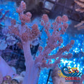 Pink Kenya Tree Soft Coral Softcoral