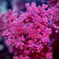 Strawberry Silk Soft Coral (Scleronephthya spp.)