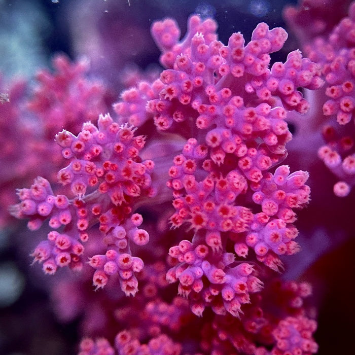 Strawberry Silk Soft Coral (Scleronephthya spp.) - Corals Anonymous