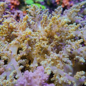 CA Ultra Rainbow Nephthea Tree Soft Coral 2