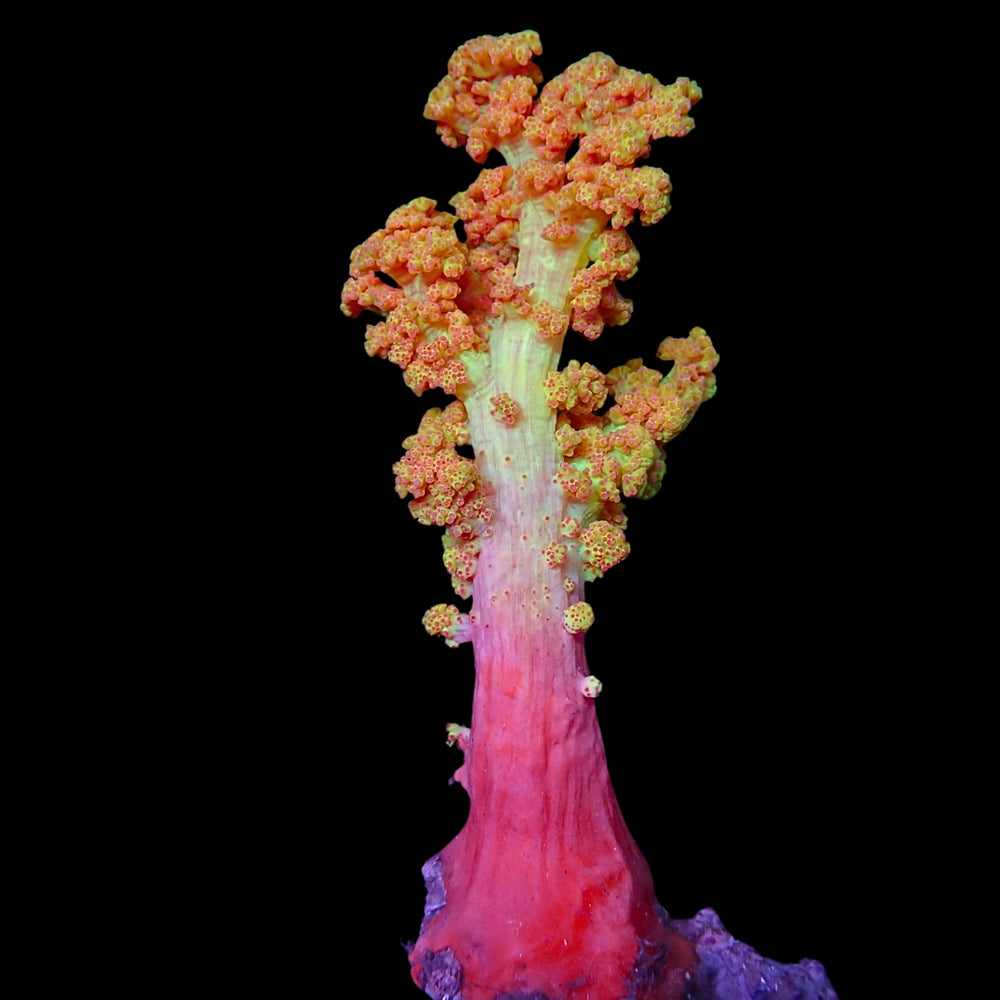 Strawberry Lemonade Silk Soft Coral - Corals Anonymous