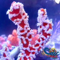 aussie spider sponge 2