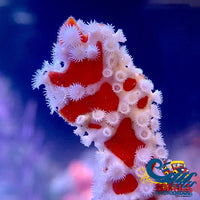 aussie spider sponge 3
