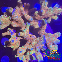 Rainbow Bubblegum Digitata Sps (0.5-1 Frag)
