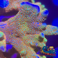 Rainbow Bubblegum Digitata Sps (0.5-1 Frag)