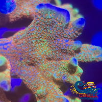 Rainbow Bubblegum Digitata Sps (0.5-1 Frag)