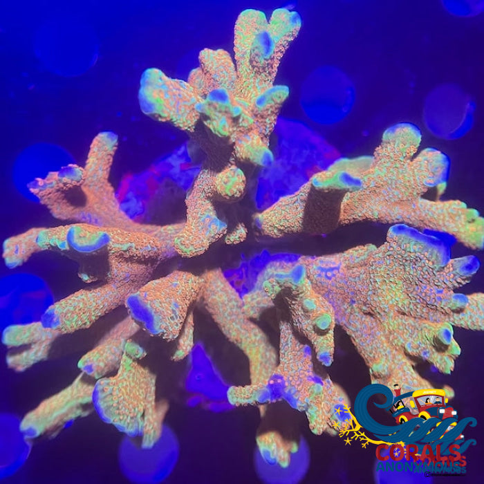 Rainbow Bubblegum Digitata Sps (0.5-1 Frag)